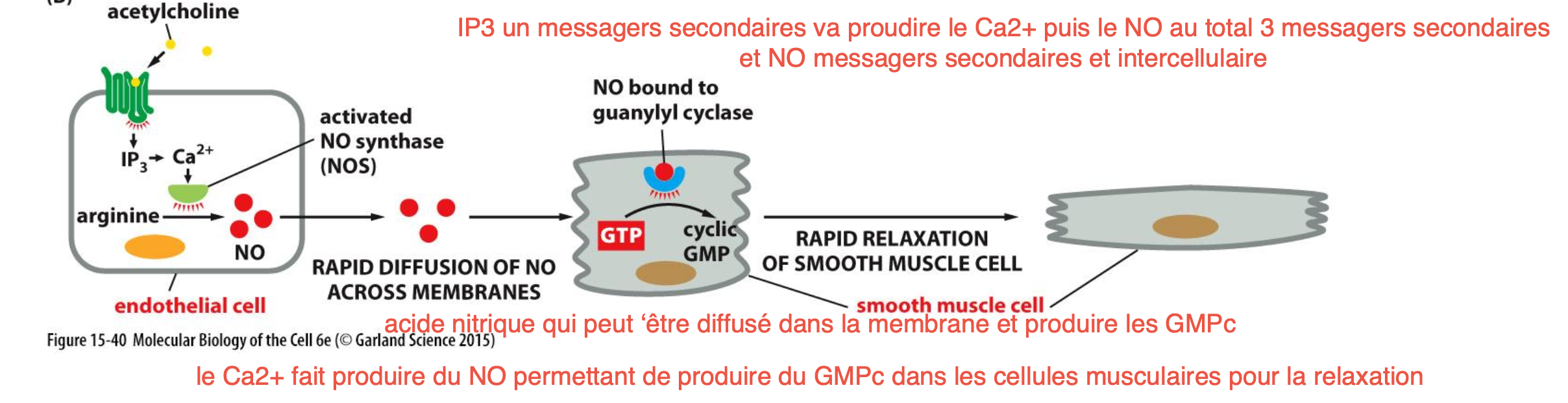 <p>L’acétylcholine va se lier au GPCR ou aux canaux ioniques nicotiniques et produire IP<sup>3</sup>, relachant le Ca<sup>2+</sup> dans le cytosol</p><p>Le Ca²+ va ensuite faire produire de l’acide nitrique via l’arginine. Le NO se diffuse en dehors de la cellule pour rejoindre la cellule musculaire transformant le GTP en cGMP → relaxation du muscle</p><p></p><p>Au total il y a 3 différents messagers</p><p></p>