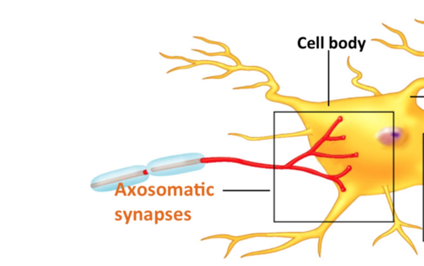 <p>axon to cell body</p>
