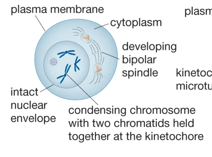 <p>The first stage of mitosis, during which chromosomes become visible.</p>