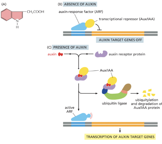 <p>in the abscense of auxin, a transcription repressor protein (called Aux/IAA) binds &amp; supresses a transcription regulator (called <em><u>auxin-response factor</u></em> [<strong>ARF</strong>]), which is required for the transcription of auxin-responsive genes</p><p></p><p>when activated by auxin binding, the receptor-auxin complex recruits a ubiquitin ligase, which ubiquitinates the Aux/IAA protein, marking it for degradation in proteasomes→ ARF is now free to activate the transcription of auxin-responsive genes</p><p></p>