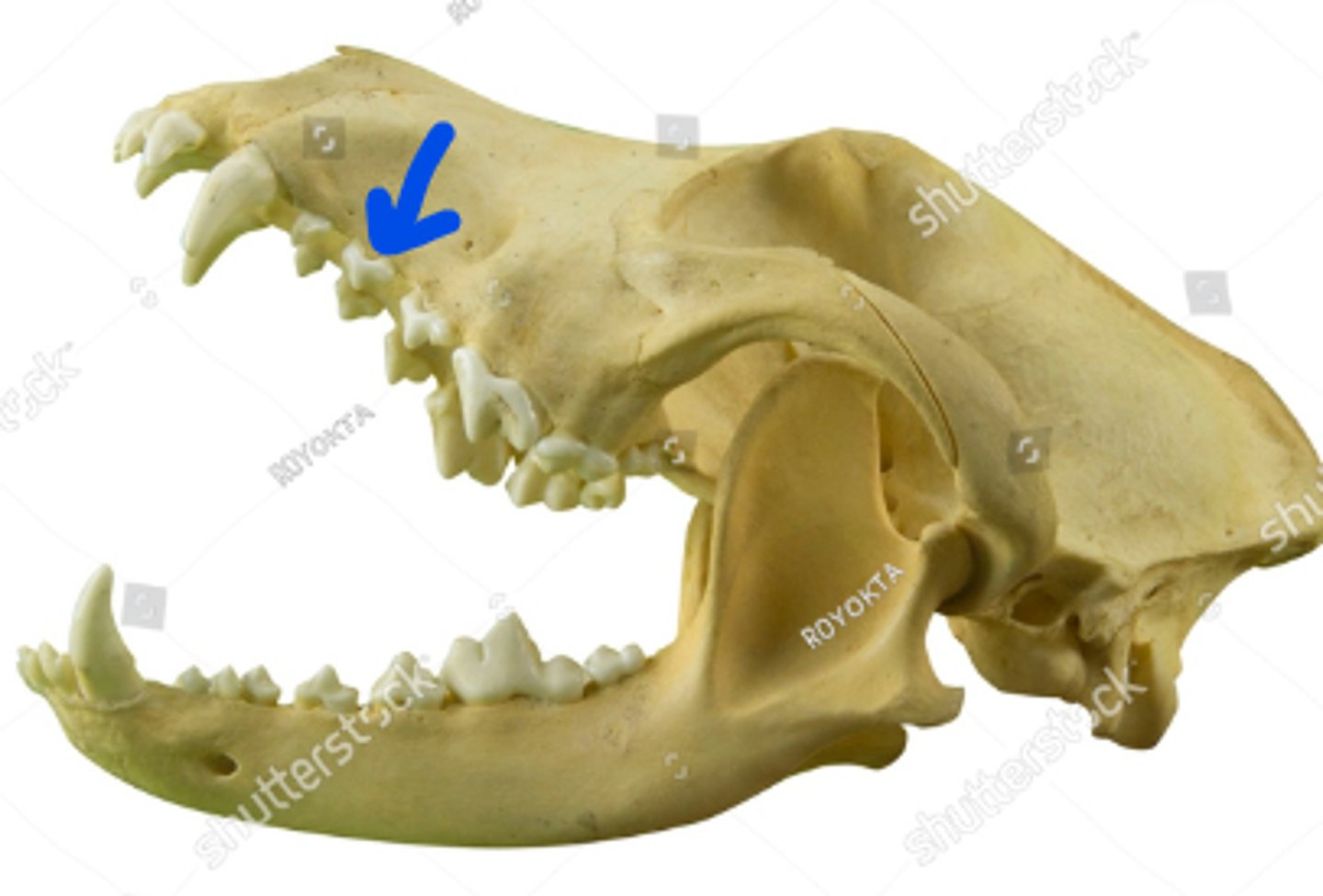 term image