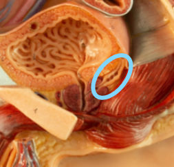<p>Identify what the highlight/pointed to portion of the model is called.</p>