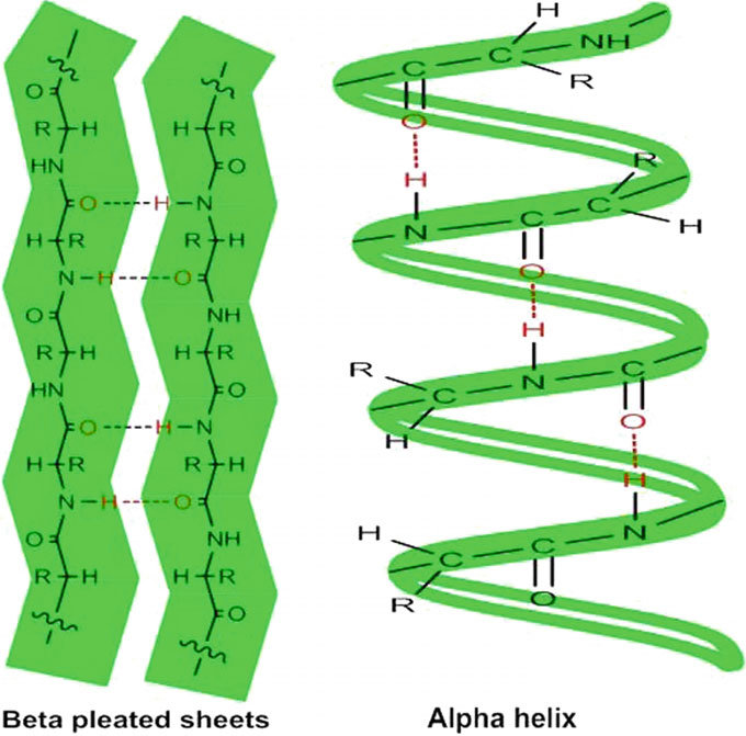 ~ second most commonly occurring secondary structure of protein
~ R groups lie ABOVE/BELOW the zigzagging planes of the pleated sheet and are nearly PERPENDICULAR to them