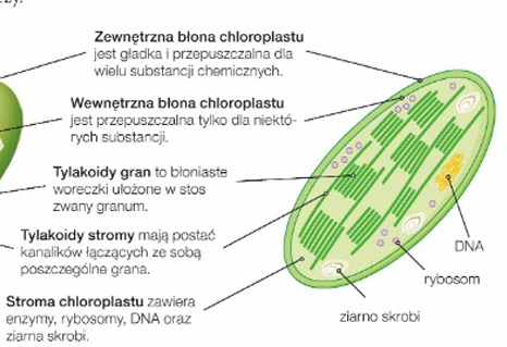 <p>są oddzielone od cytozolu dwiema błonami, pomiędzy którymi znajduje się przestrzeń międzybłonowa. </p><p>Wnętrze chloroplastów jest wypełnione koloidalną substancją nazywaną stromą, w której znajdują się tylakoidy, rybosomy i chloroplastowy DNA - zwykle w postaci koliście zamkniętych cząsteczek. Chloroplastowy DNA koduje część białek i cząst. RNA potrzebnych chloroplastom do funkcjonowania. Większość białek chloorplastu jest kodowana w jądrze komórkowym. </p><p>Tylakoidy są błoniastymi strukturami, które mają postać płaskich woreczków lub kanalików. Powstają w wyniku wpuklenia się błony wewnętrznej do stromy, ale w dojrzałych chloroplastach nie są z nią połączone. W błonach tylakoidów znajdują się liczne białka oraz barwniki potrzebne do przeprowadzenia fotosyntezy.</p>
