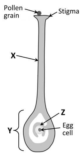 <p>Name X, Y and Z</p>