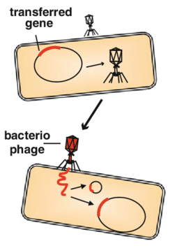 <p>transduction</p>