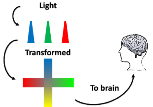 <p>The theory that color perception is based on the combination of three independent, primary colors:</p><ul><li><p>red, green, and blue</p></li></ul><p></p>