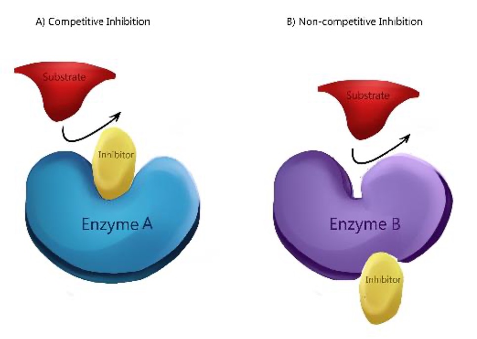 <p><span><span>Competitive Inhibition</span></span></p>