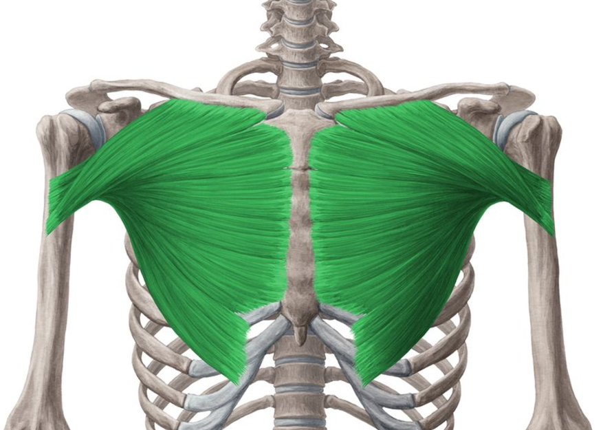 <p>Pectoralis major action</p>