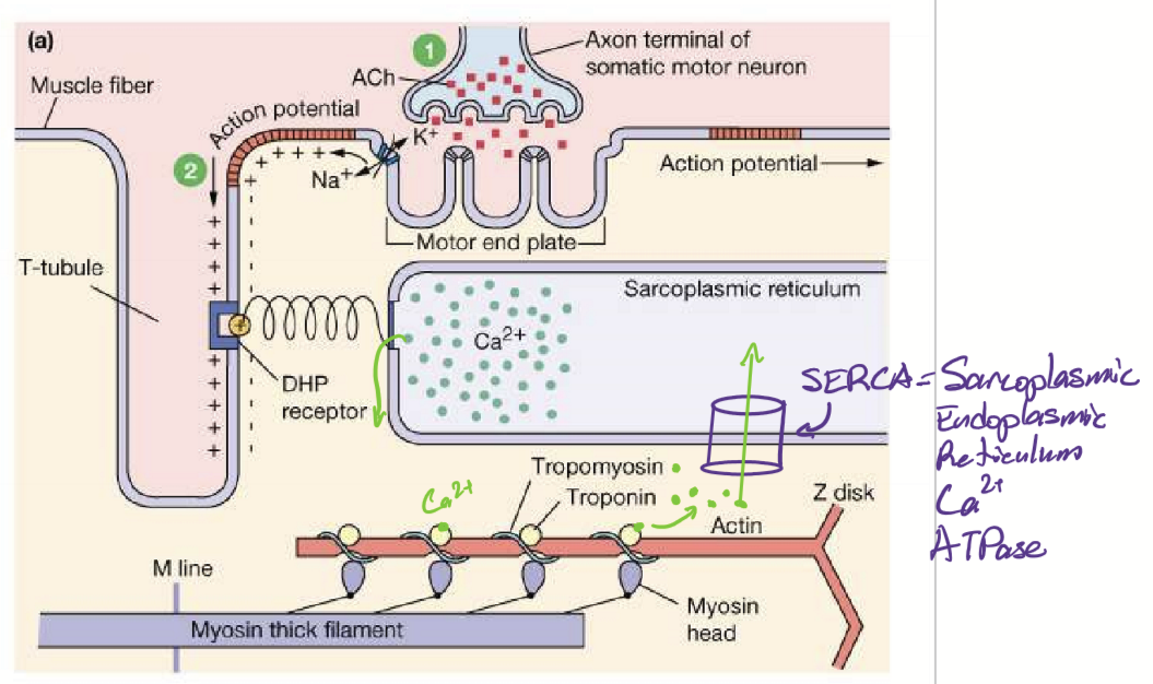 <p>Ca is removed by SERCA. The Ca ions detach from troponin, cuasing tropomyosin to move back into its position, covering the binding sites on actin filaments. mysin heads no long form cross-bridges with actin, leading to relaxation of muscle fiber. </p>