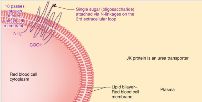 <ul><li><p><span>ISBT symbol JK, number 009, chromosome 18</span></p><ul><li><p><span>Glycoprotein carrying antigens transports urea across RBC membrane</span></p></li><li><p><span>Three antigens</span></p><ul><li><p><span>Jk<sup>a</sup>, Jk<sup>b</sup>, and high incidence antigen, Jk3 (Jka and Jkb one or the other present for Jk3)</span></p></li></ul></li><li><p><span><strong><u>Anti-Jka and anti-Jkb are NOTORIOUS for causing delayed HTRs</u></strong></span></p><ul><li><p><span><strong><u>Titers go away very quickly</u></strong></span></p></li></ul></li></ul></li></ul><p></p>