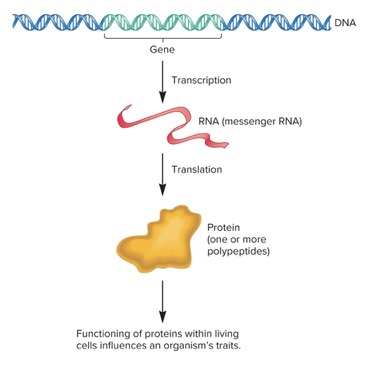 <p>organic compounds built with chains of amino acids. Thousands of different types of proteins built by the body</p>