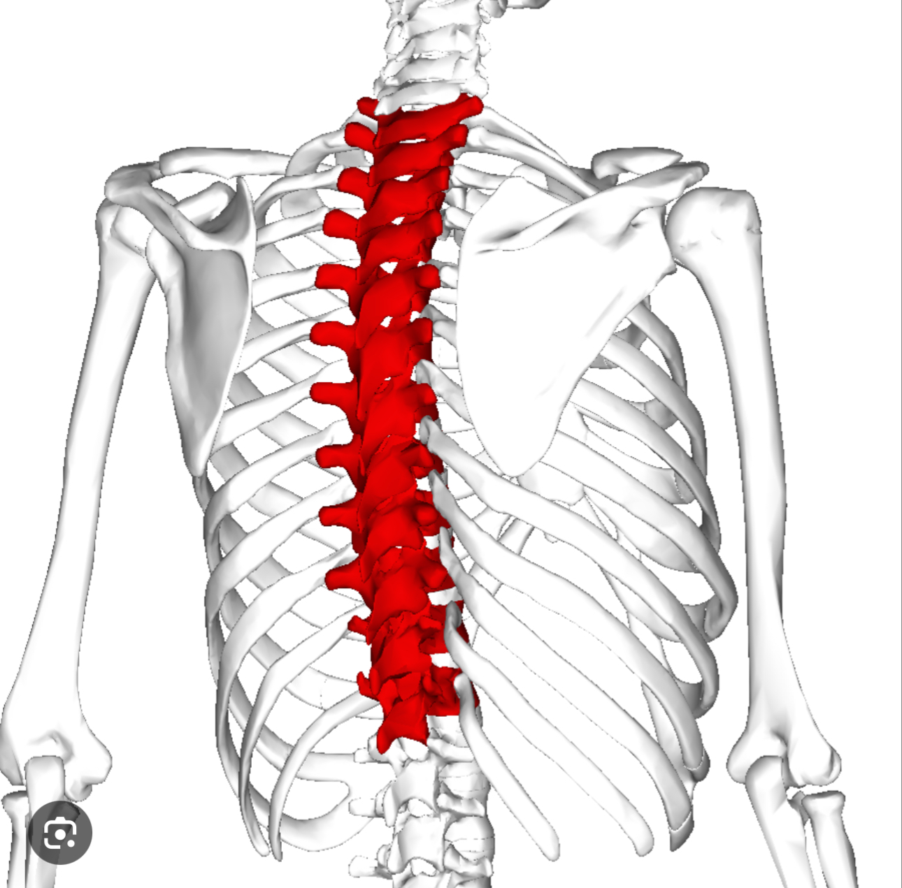 <p>12 bones that form middle section of the vertebral column, located between the cervical and lumbar vertebrae. </p>