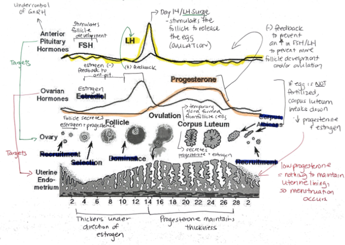 <ul><li><p>Follicles</p></li></ul><p></p>