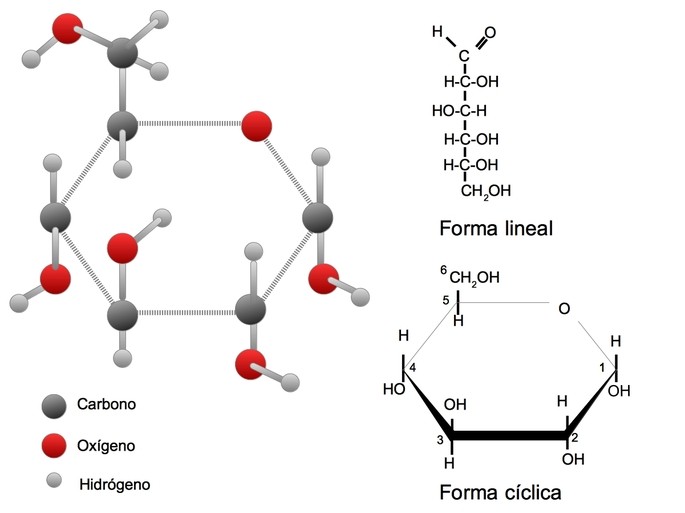 <p>glucosa</p>