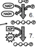 <ul><li><p class=""><strong>What happens?</strong> A phosphate is removed and added to <strong>ADP to make ATP</strong>.</p></li><li><p class=""><strong>Why?</strong> First ATP payoff.</p></li><li><p class=""><strong>Energy?</strong> <strong>2 ATP made here</strong> (one from each G3P).</p></li><li><p class=""><strong>Visual:</strong> A P gets moved from sugar to ADP → becomes ATP.</p></li></ul><p class=""><strong>Analogy:</strong> Like cashing in your coupons for real money.</p>