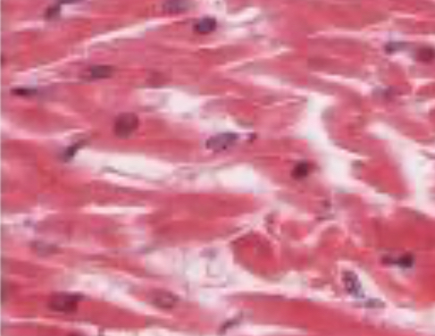 <p>To respond to stimuli to contract and provide movement.</p>