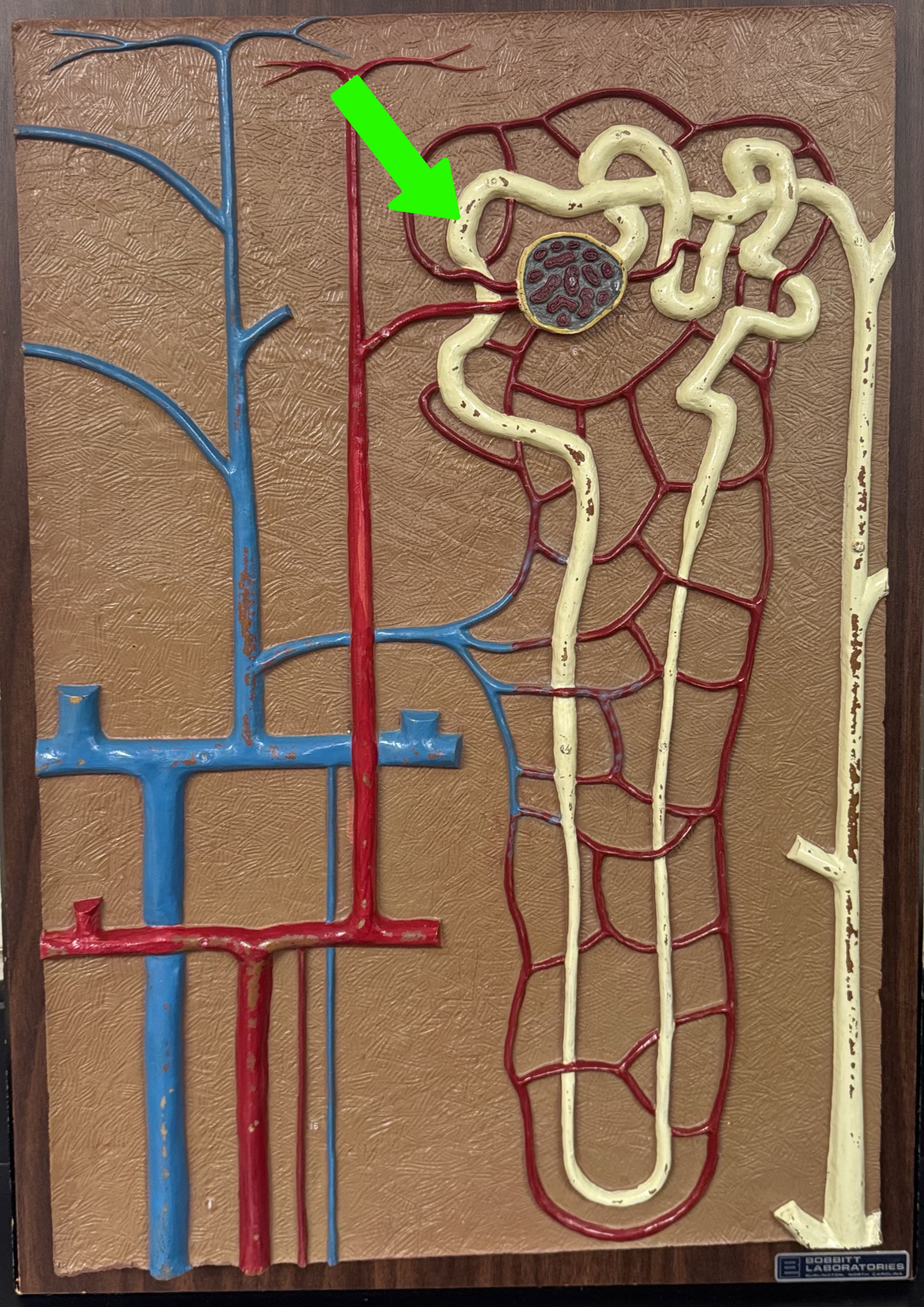 <p>What are these parts of the nephron?</p>