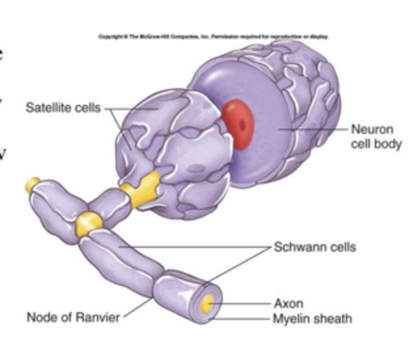 <p>support/surround cell bodies</p>