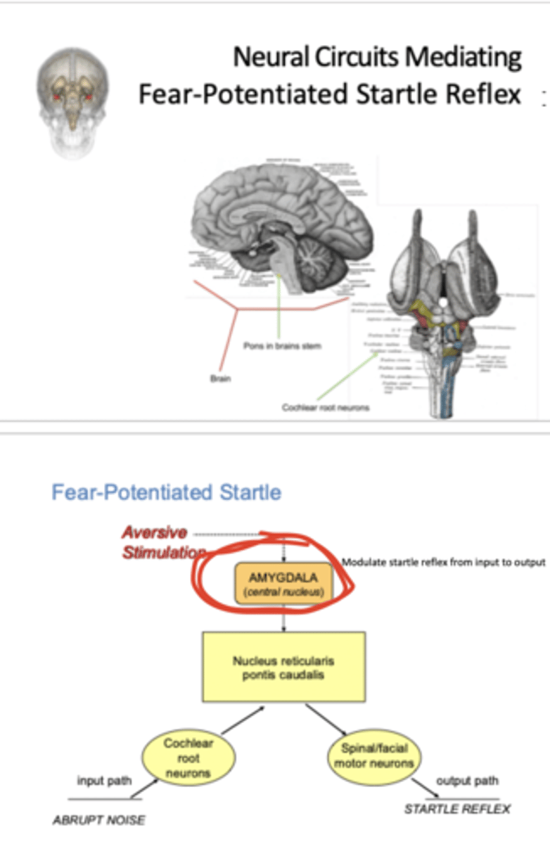 <p>- modulated by the amygdala</p>