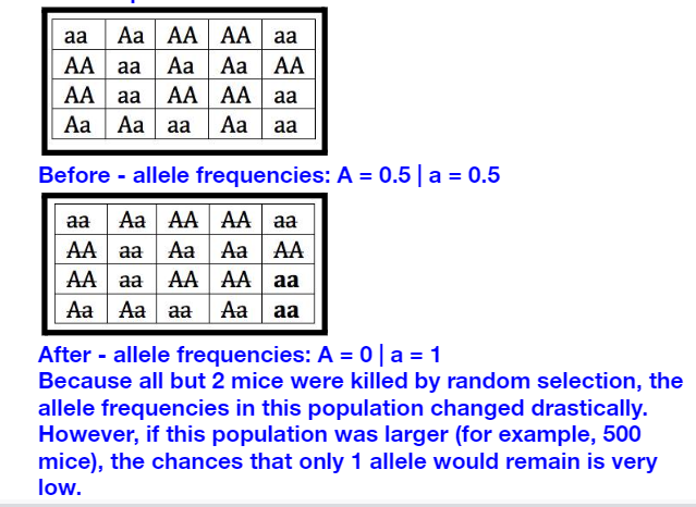 a random and drastic change of allele frequencies in a population