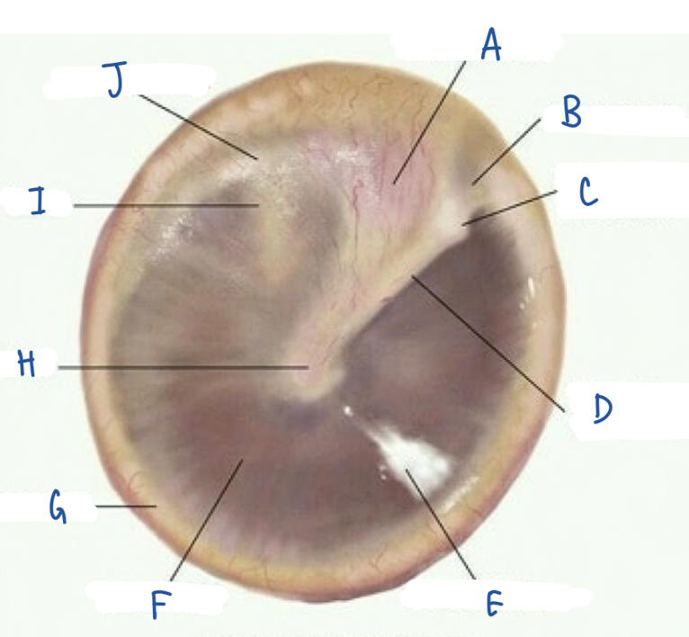 <p>What part of the tympanic membrane is labeled J?</p>