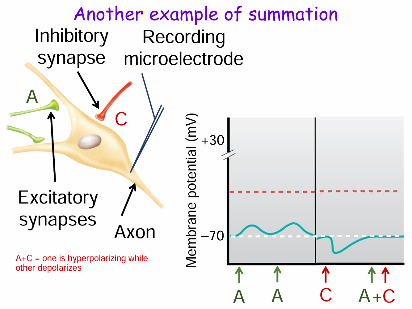 <p>Synapse A is excitatory (depolarizes membrane).</p><p>Synapse C is inhibitory (hyperpolarizes membrane).</p><p>When both fire together (A + C), their effects cancel out, preventing the membrane potential from reaching threshold and inhibiting an action potential.</p>