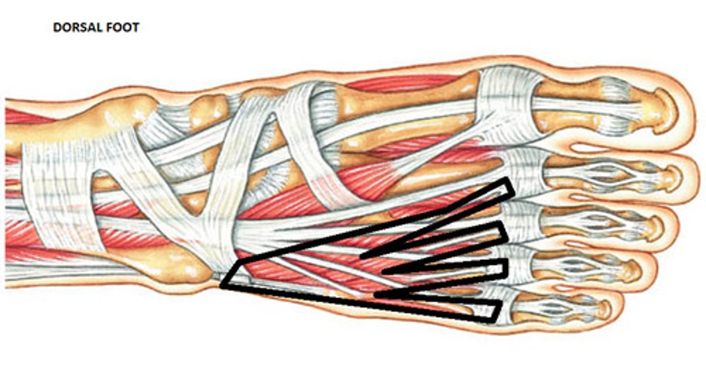 <p>Origin: dorsal surface of calcaneus</p><p>Insertion: 2nd to 4th toes (at dorsal aponeurosis and bases of the middle phalanges)</p><p>Innervation: deep fibular nerve (L5, S1)</p><p>Action: extends the metatarsophalangeal (MTP) and proximal interphangeal (PIP) joints of the 2nd to 4th toes</p>