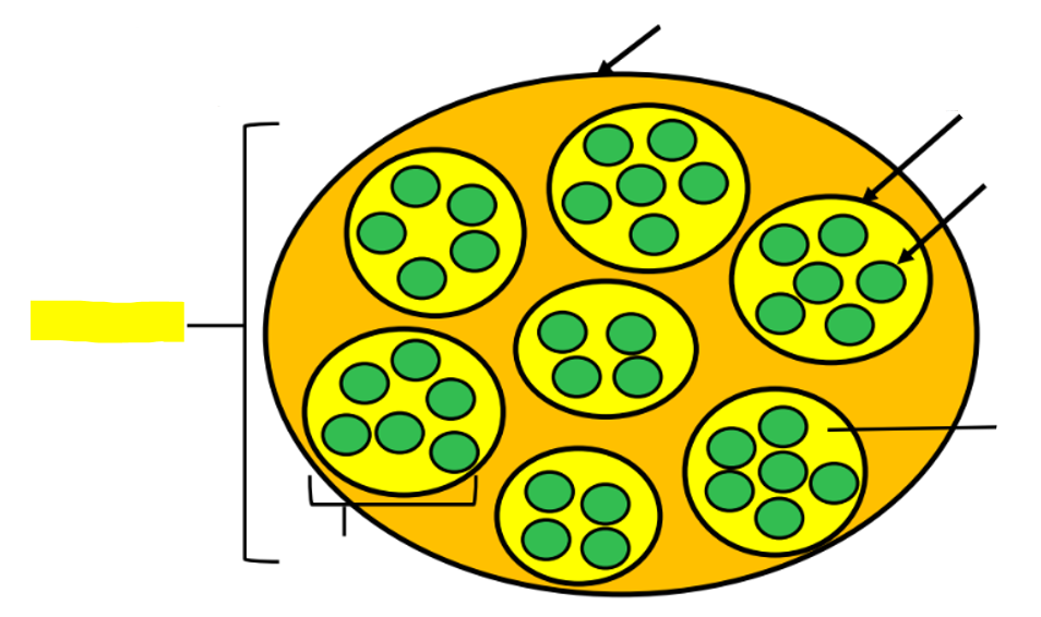 <p>what structure is highlighted in yellow?</p>