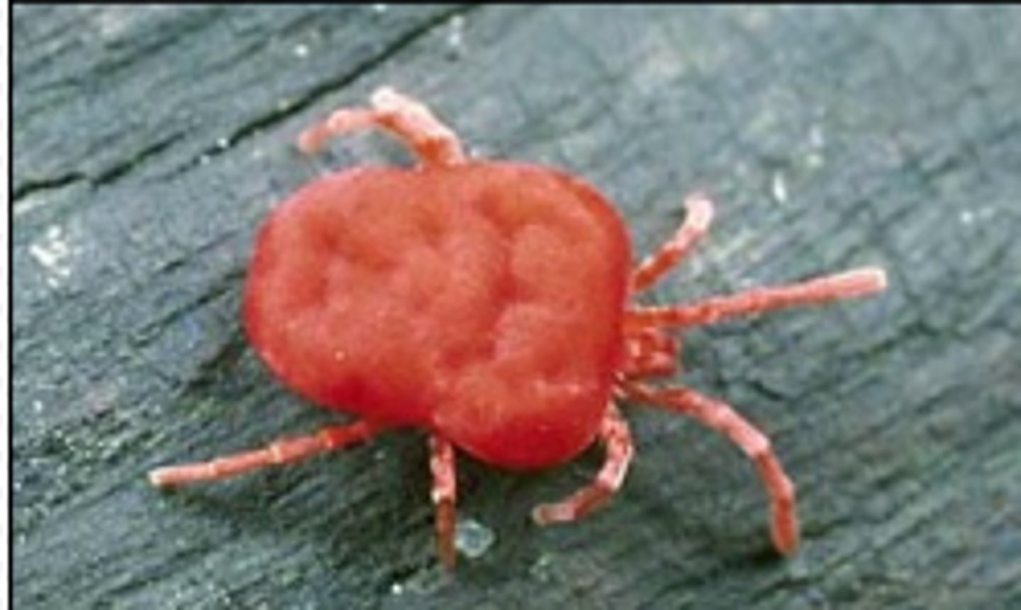 <p>chiggers - bite causes irritation and variable pruritis, red in color with head the size of a pin</p>