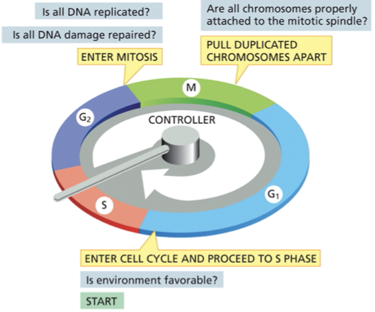 <p>cell cycle control system regulates progression through the cell cycle at 3 main transition points </p><p><strong>G1/ S checkpoint also known as START</strong>: transition at the end of G1 phase, once you get through this transition point it commits the cell to enter the cell cycle and continue to S phase</p><ul><li><p>is the environment favorable for proliferation before proceeding to replicate its DNA</p></li><li><p>if extracellular conditions are unfavorable → cells can enter G0 (resting state)</p></li></ul><p><strong>G2/M checkpoint</strong></p><ul><li><p>Is the DNA undamaged &amp; fully replicated&nbsp;</p></li></ul><p><strong>Spindle assembly checkpoint</strong></p><ul><li><p>confirms that the duplicated chromosomes are properly attached to the miotic spindle before the spindle pulls the chromosomes apart and segregates them into daughter cells&nbsp;</p></li></ul><p></p>