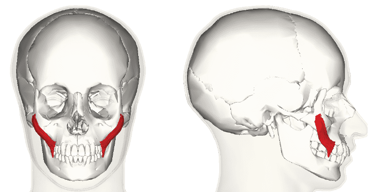 <p><span><br>origin zygomatic bone, insertion corner of mouth, action draws angle of mouth upwards (smile)</span><br></p>