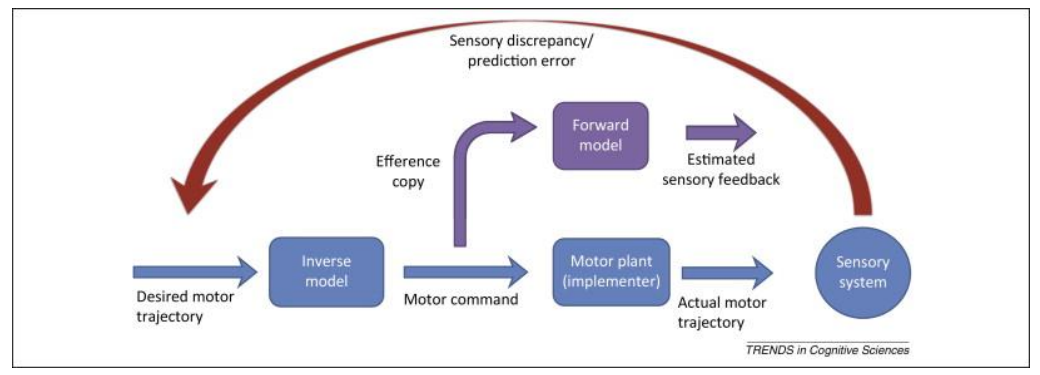 <p>Milner (1962)</p><p>This kind of ‘procedural memory’ does not reflect ‘one’ system. But it may reflect a common computational process: </p>
