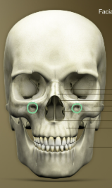 <p>part of the maxilla</p><p></p>