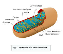 <p>Site of energy release during respiration</p>