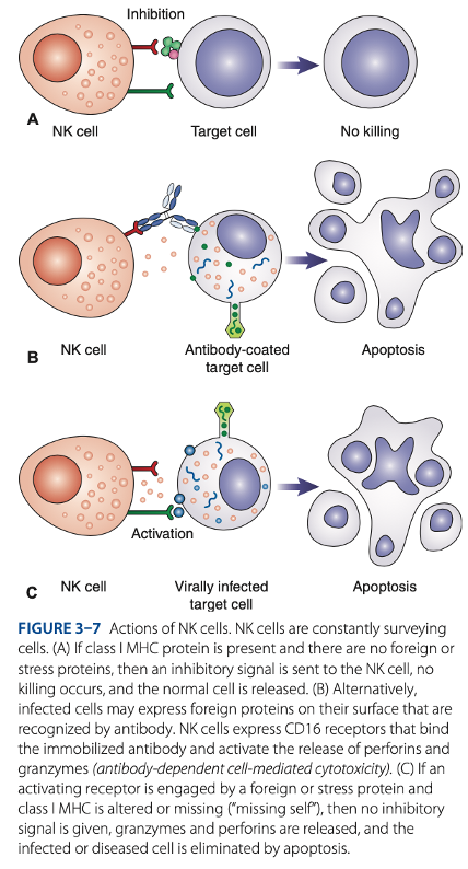 <p>Natural Killer (NK) Cells               </p>