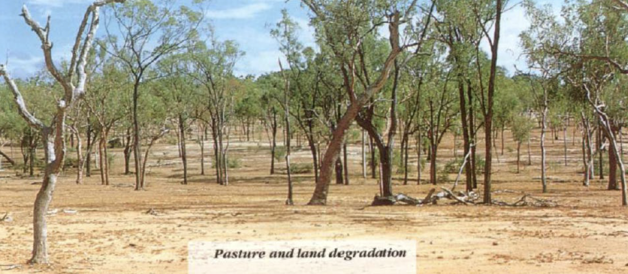 <p>what has invaded this pasture? </p>