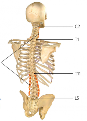<p>Origin: Transverse process of a vertebra</p><p>Insertion: Adjacent vertebra above each origin; the intertransversarii posteriores attach to the posterior tubercles of the transverse processes; the intertransversarii anteriores attach to the anterior tubercles of the transverse processes</p><p>Innervation: Cervical, thoracic, and lumbar nerves</p><p>Action: Lateral flexion of the spine; intertransversarii posteriores, anteriores, and mediales assist in lateral flexion of the neck</p>
