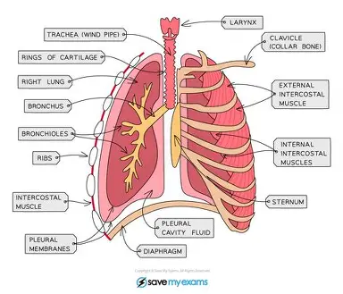 <ul><li><p>trachea (windpipe) splits into 2 bronchi</p></li><li><p>each of these split into many bronchioles, which lead to alveoli</p></li><li><p>2 layers of muscle between ribs - internal and external intercostal muscles </p></li></ul><p></p>