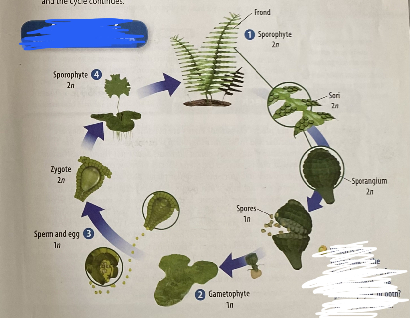 <p>alternation of generations in a fern</p>