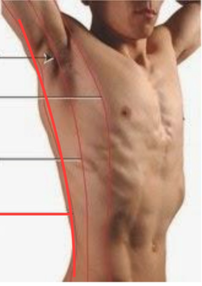 <p>imaginary line that runs vertically downward from the posterior axillary fold</p>