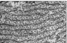 <p>What organelle is this? </p>