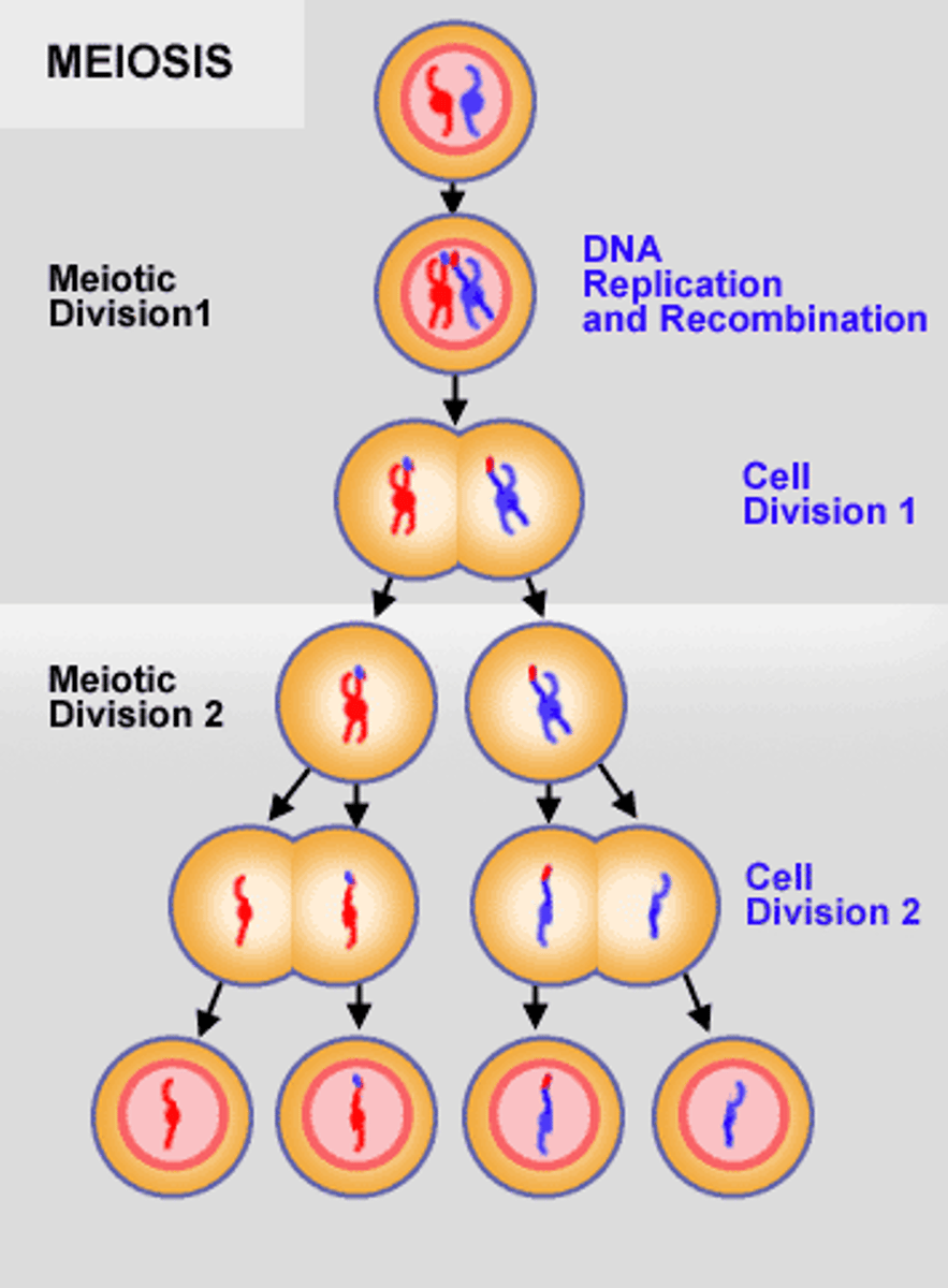 <p>the process of cell division in sexually reproducing organisms that reduces the number of chromosomes in reproductive cells from diploid to haploid.</p>