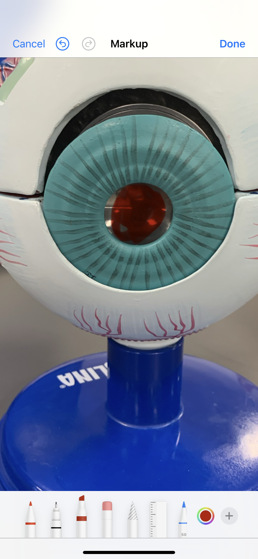 <p>Dark part in eye </p>