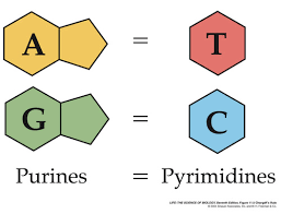 adenine bonds with thymine and cytosine bonds with guanine through hydrogen bonds. 

* additionally, it states the relative proportions of bases A and T are equal and C and G are equal.