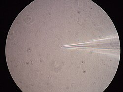 <p>Spheroplast</p>