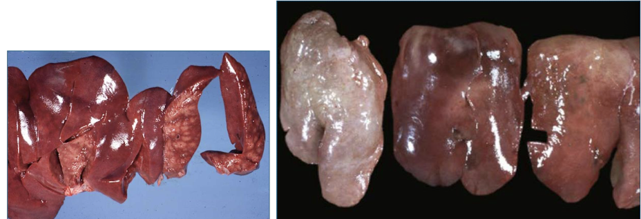 <p>postmortem pressure on organs can force blood out of tissues → “pale imprints” (rib imprints)</p>
