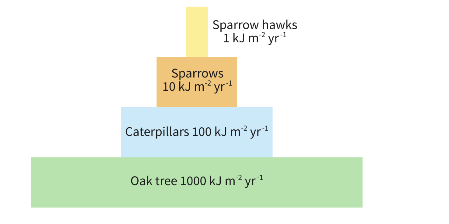 <p><span>indicates the amount of energy flowing through the ecosystem at each trophic level. This shows the flow of energy over a period of time and represents the amount of energy that is available to each trophic level. </span></p><p><span>kJ m</span><sup>-2</sup><span> yr</span><sup>-1</sup><span>.</span></p>