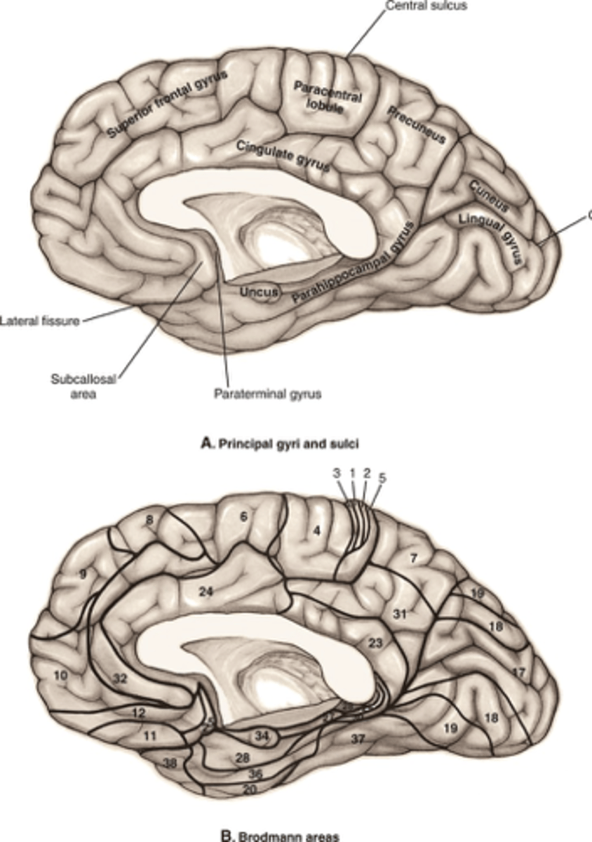 <p>- Your patient has a lesion of Brodmann's area 7, what gyrus is lesioned?</p><p>- What body functions are affected?</p>
