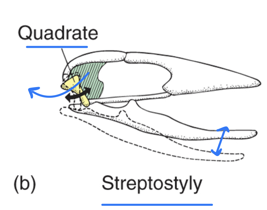 rotate so lower jaw can move laterally